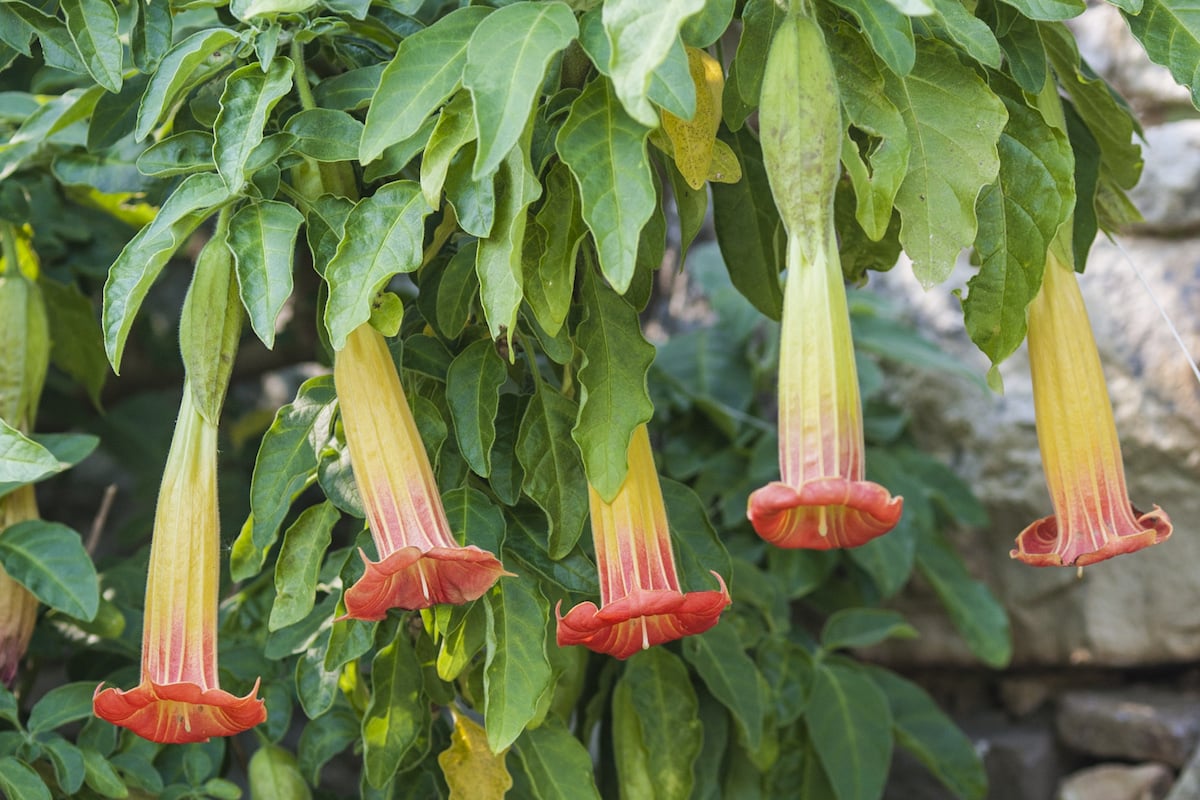 Datura sanguinea