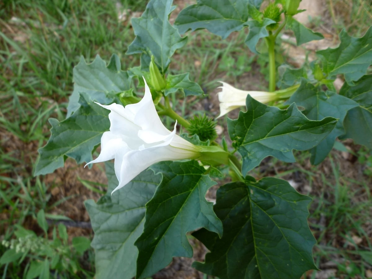 Datura stramonium