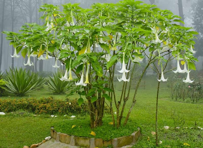 Datura suaveolens