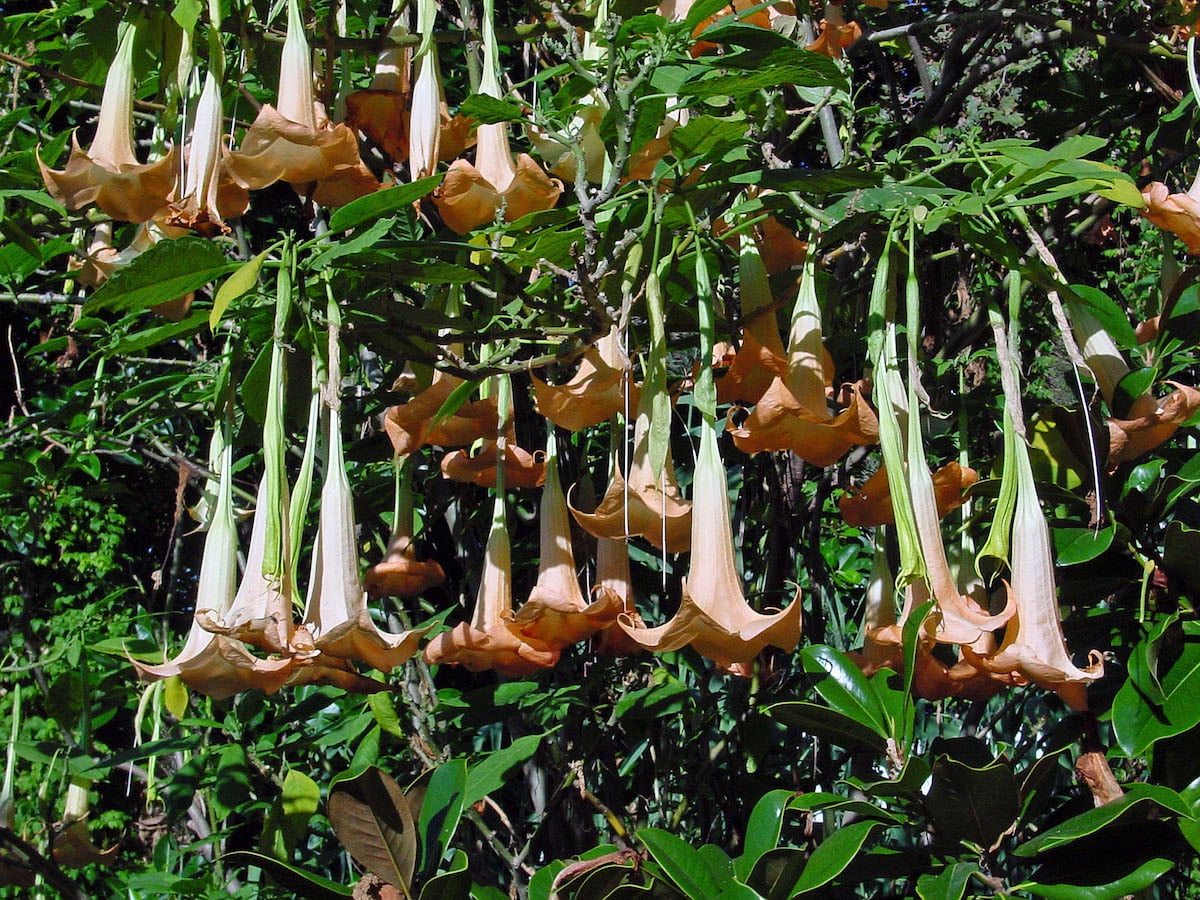 Datura versicolor