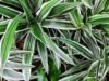 Драцена (Dracaena) Драцена
