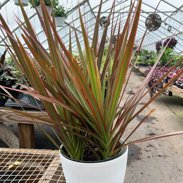 Драцена Dracaena marginata