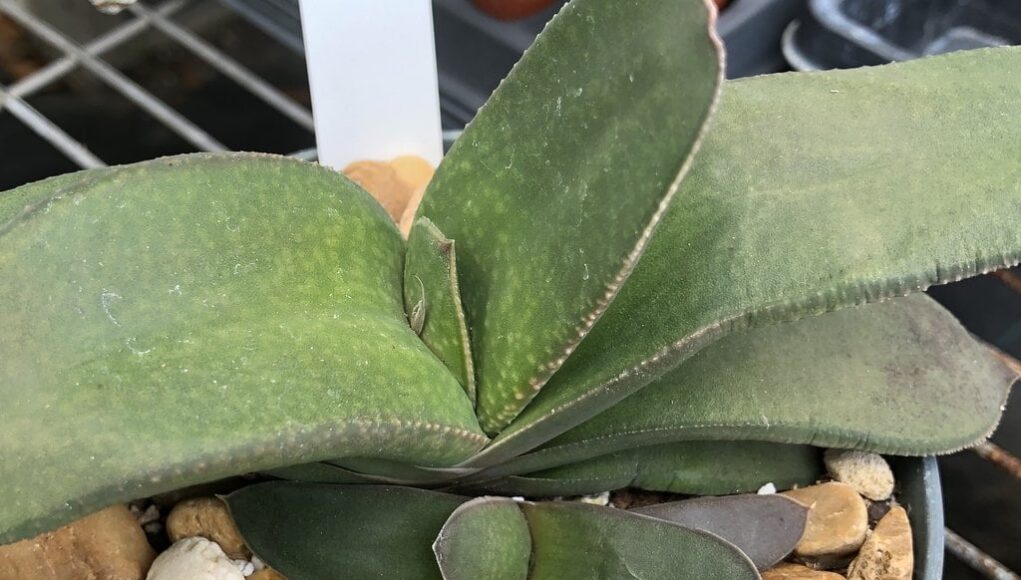 Gasteria armstrongii