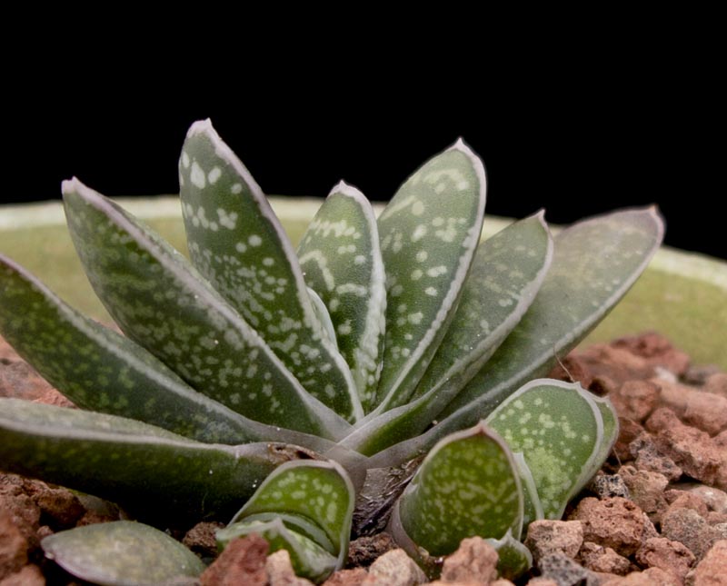 Gasteria marmorata
