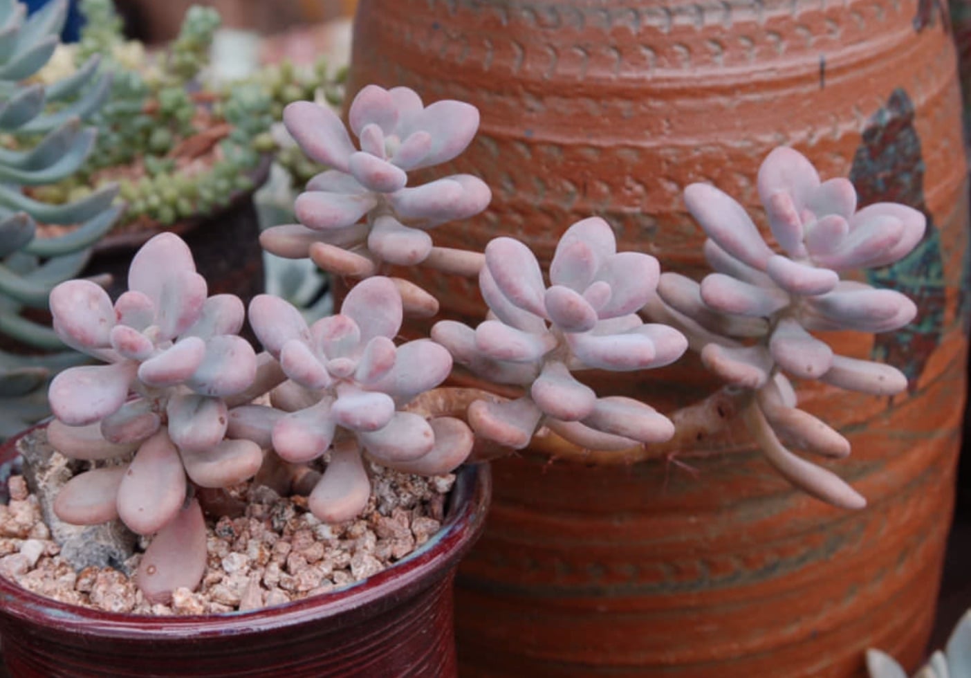 Graptopetalum amethystinum