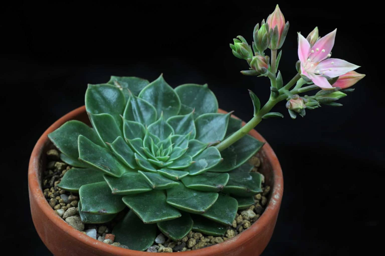 Graptopetalum bellum