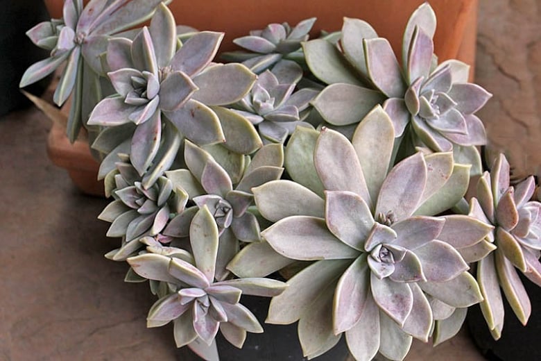 Graptopetalum раraguayense
