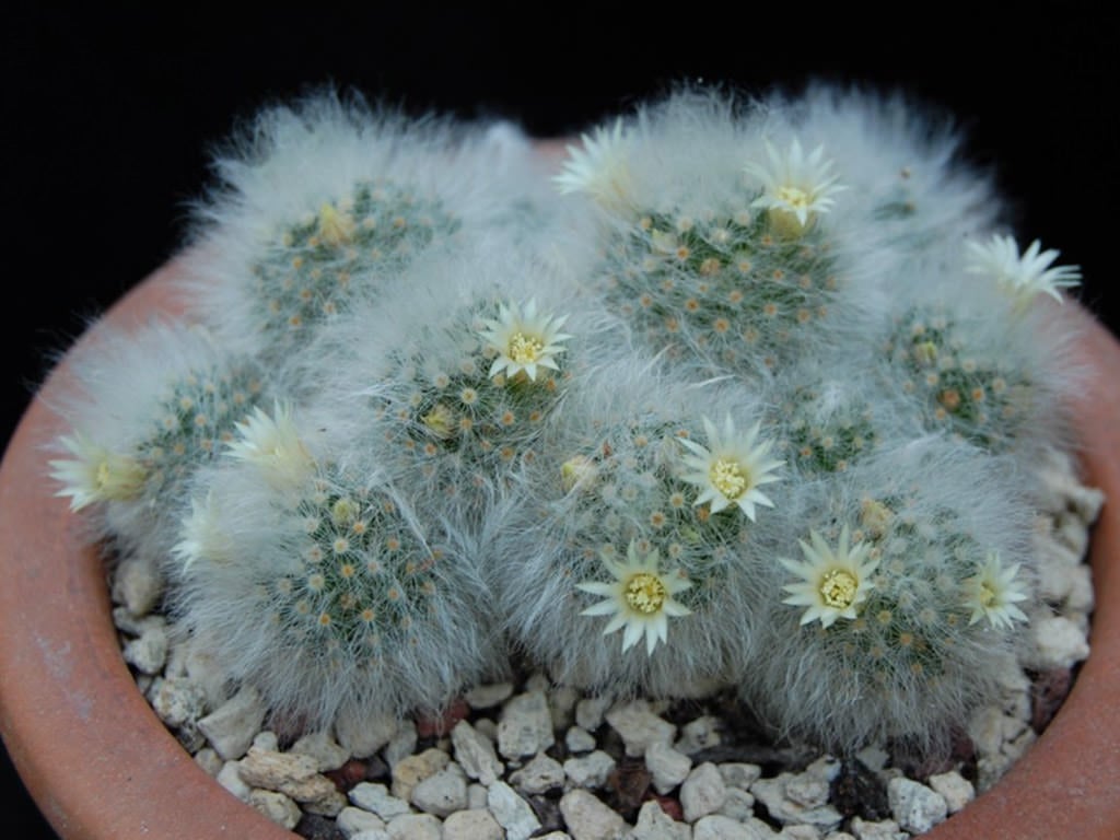 Mammillaria albicoma Boed.