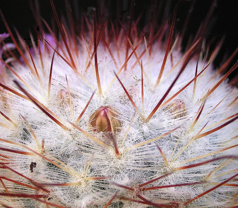 Mammillaria bombycina, бутоны