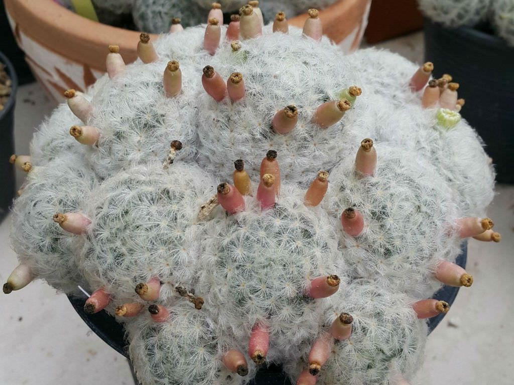 Mammillaria plumosa