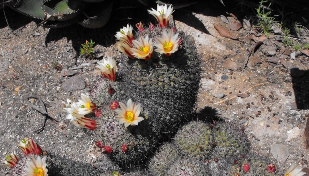 Mammillaria