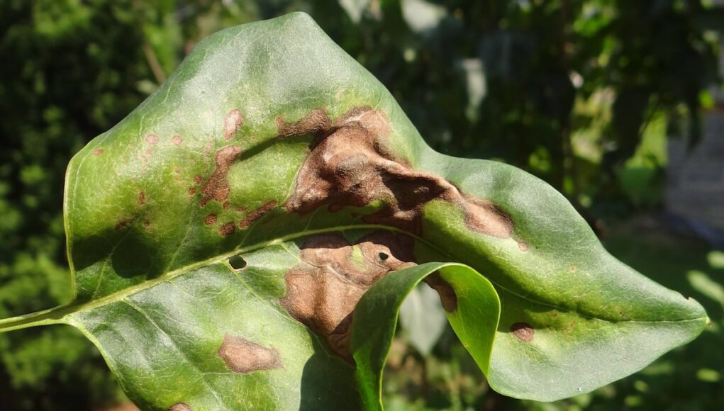 Pseudomonas syringae на листе сирени обыкновенной