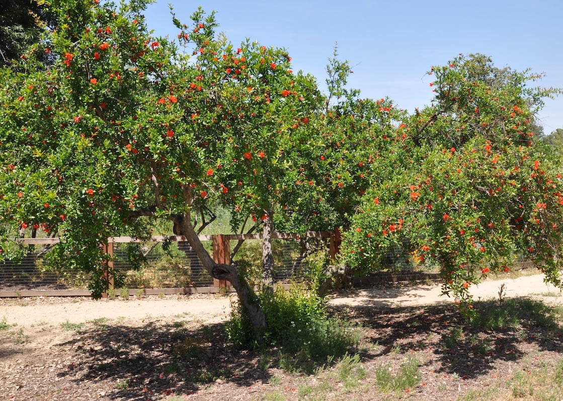 Punica granatum