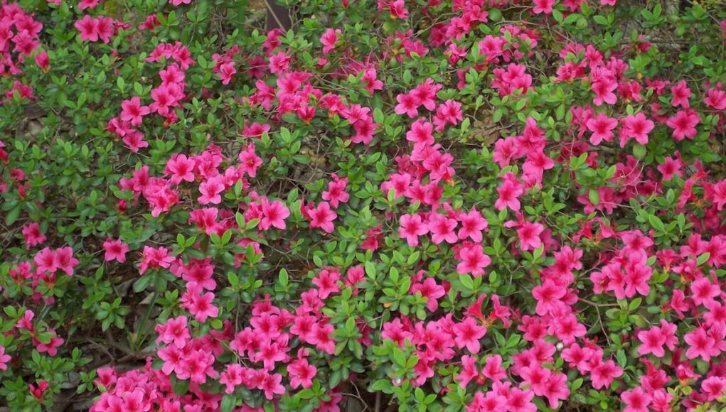 Rhododendron obtusum