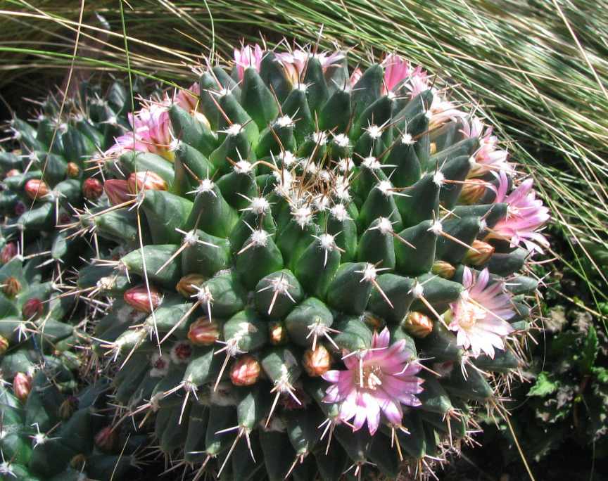 Цветущая Mammillaria magnimamma