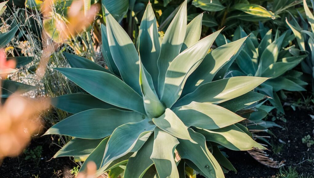 Agave