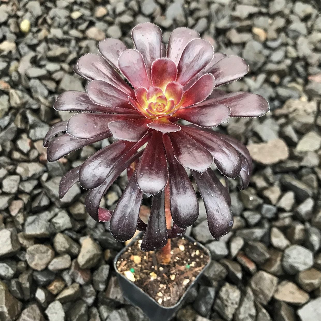 Аеonium arboreum