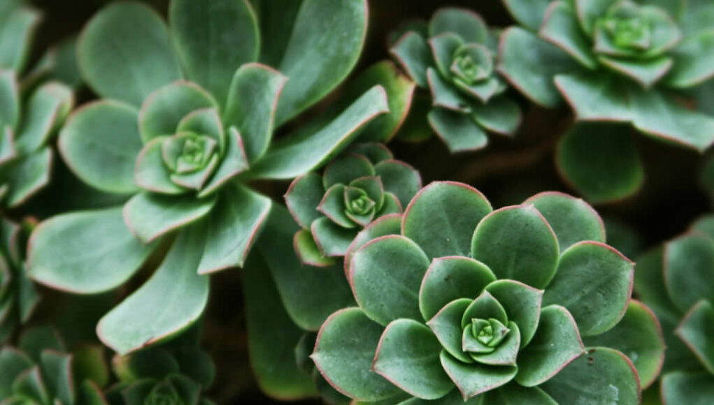 Aeonium haworthii