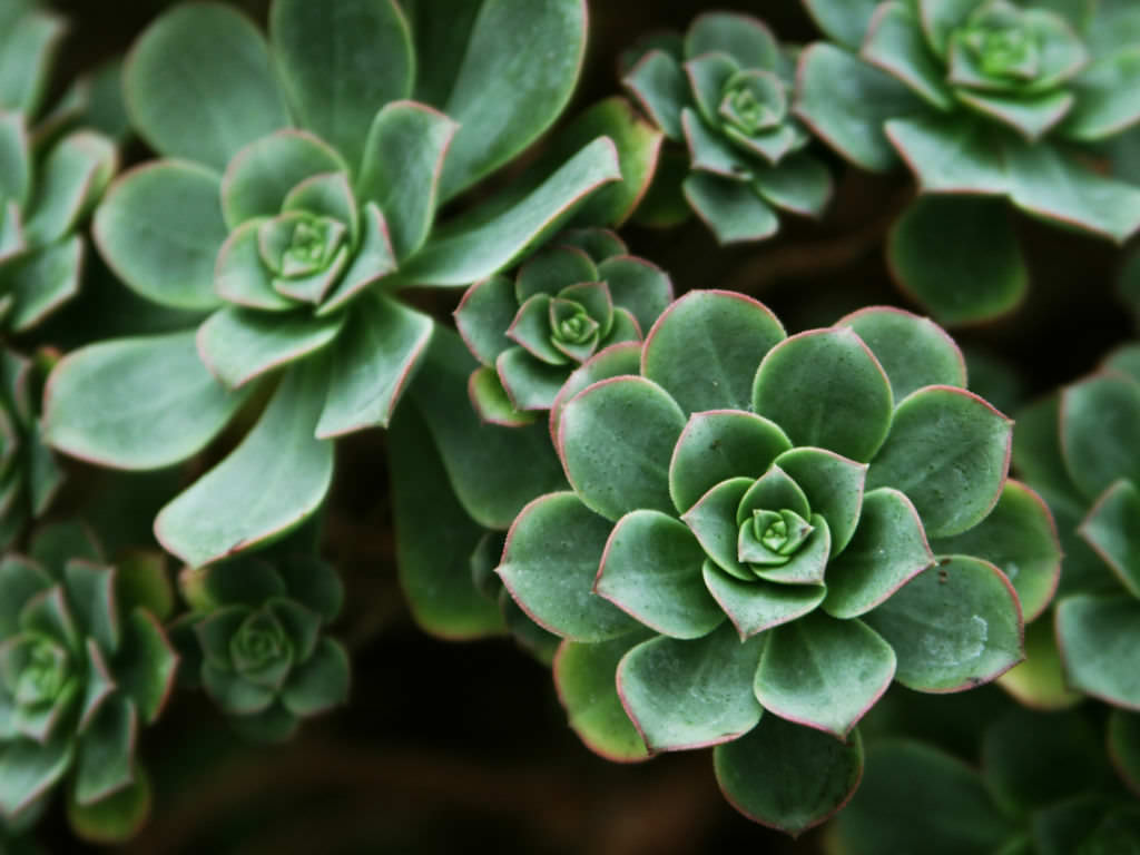 Aeonium haworthii