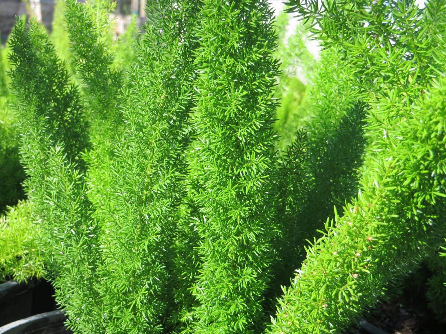 Asparagus densiflorus