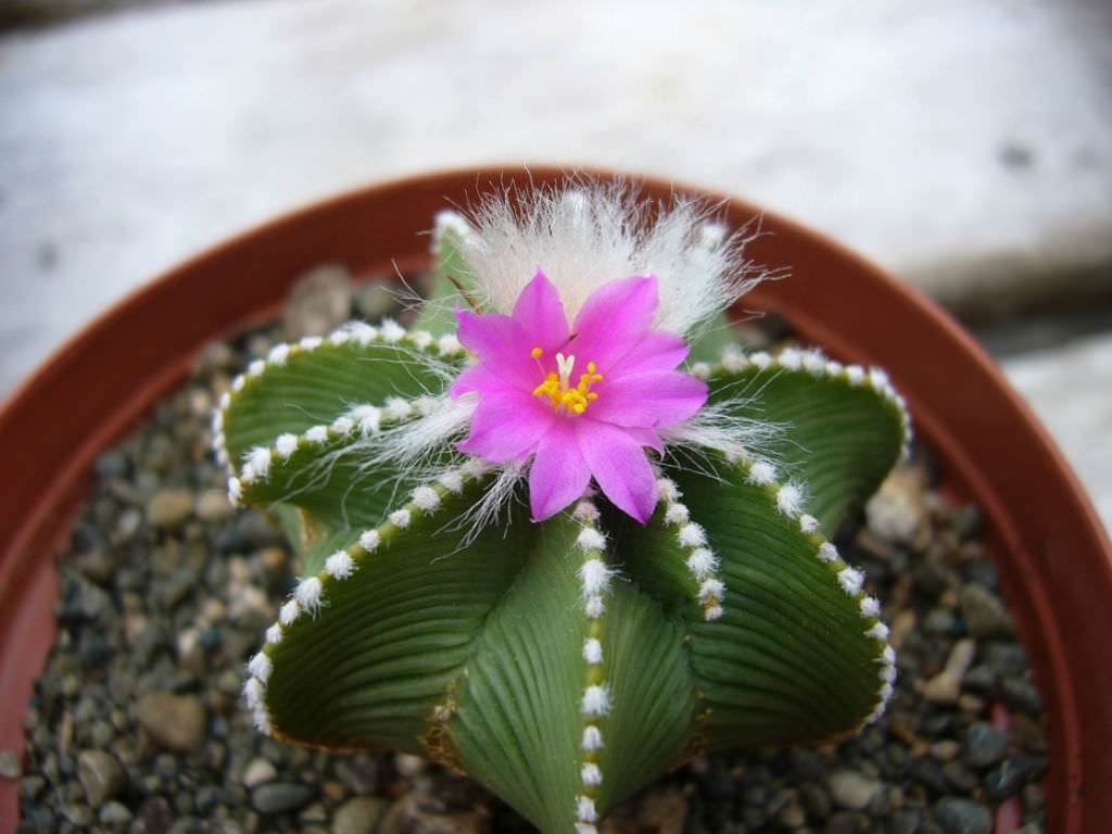 Aztekium hintonii