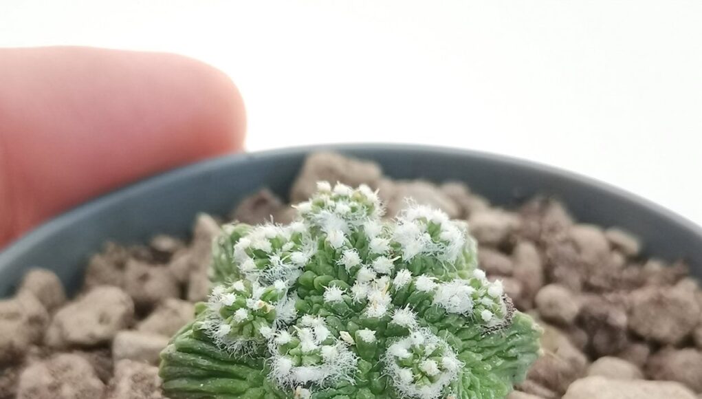 Aztekium ritteri