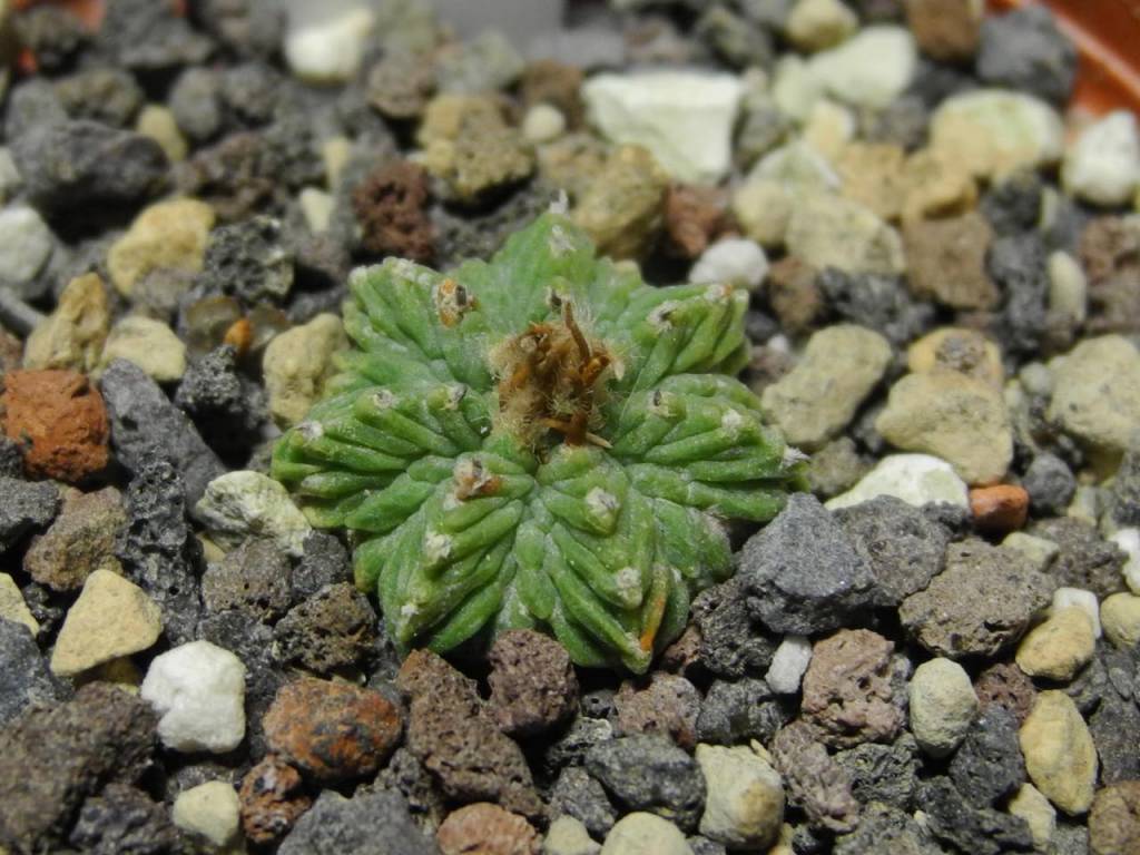 Aztekium ritteri