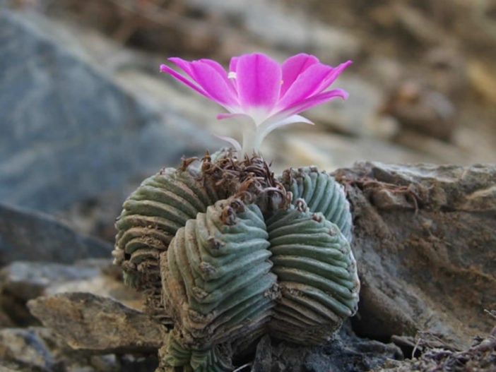 Aztekium valdezii