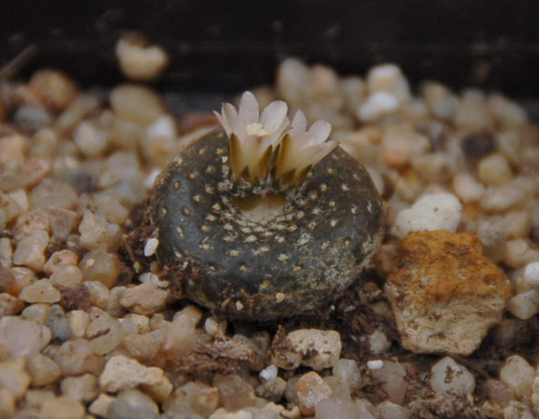 Blossfeldia campaniflora