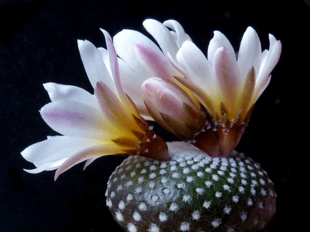 Blossfeldia liliputana