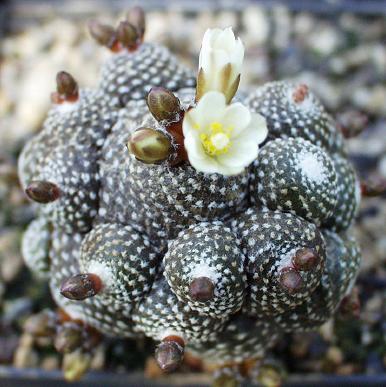 Blossfeldia pedicellata