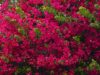 Бугенвиллея (Bougainvillea) Bougainvillea