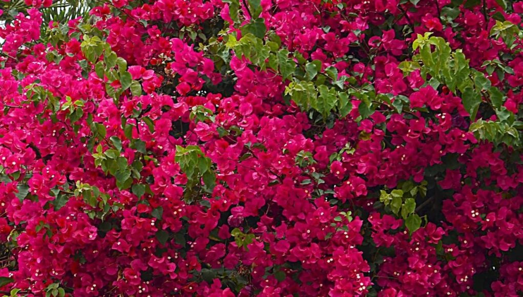Bougainvillea