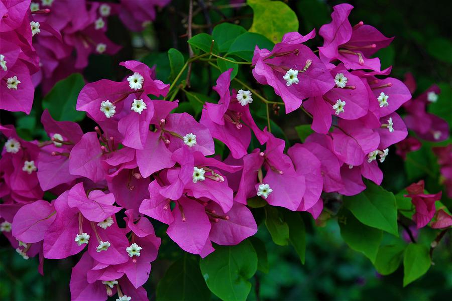 Bougainvillea spectabilis