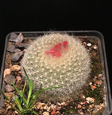 Brasilicactus elachisanthus