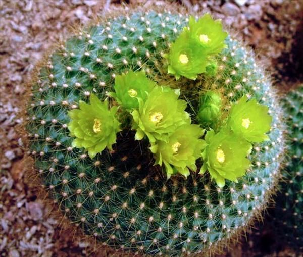 Brasilicactus graessneri