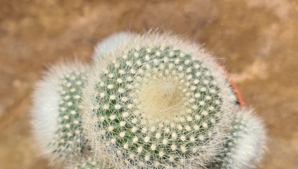 Brasilicactus haselbergii