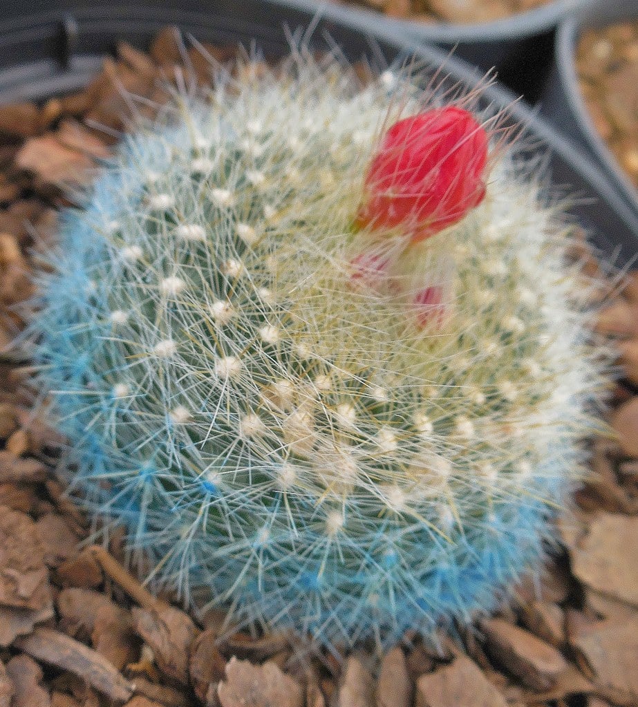 Brasilicactus haselbergii