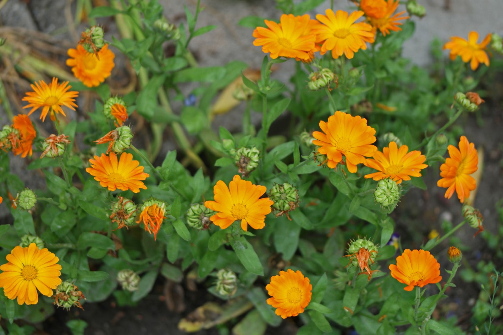 Calendula officinalis