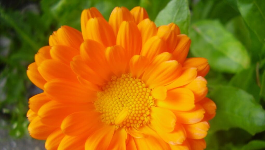 Calendula officinalis