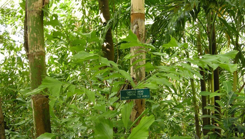 Caryota urens