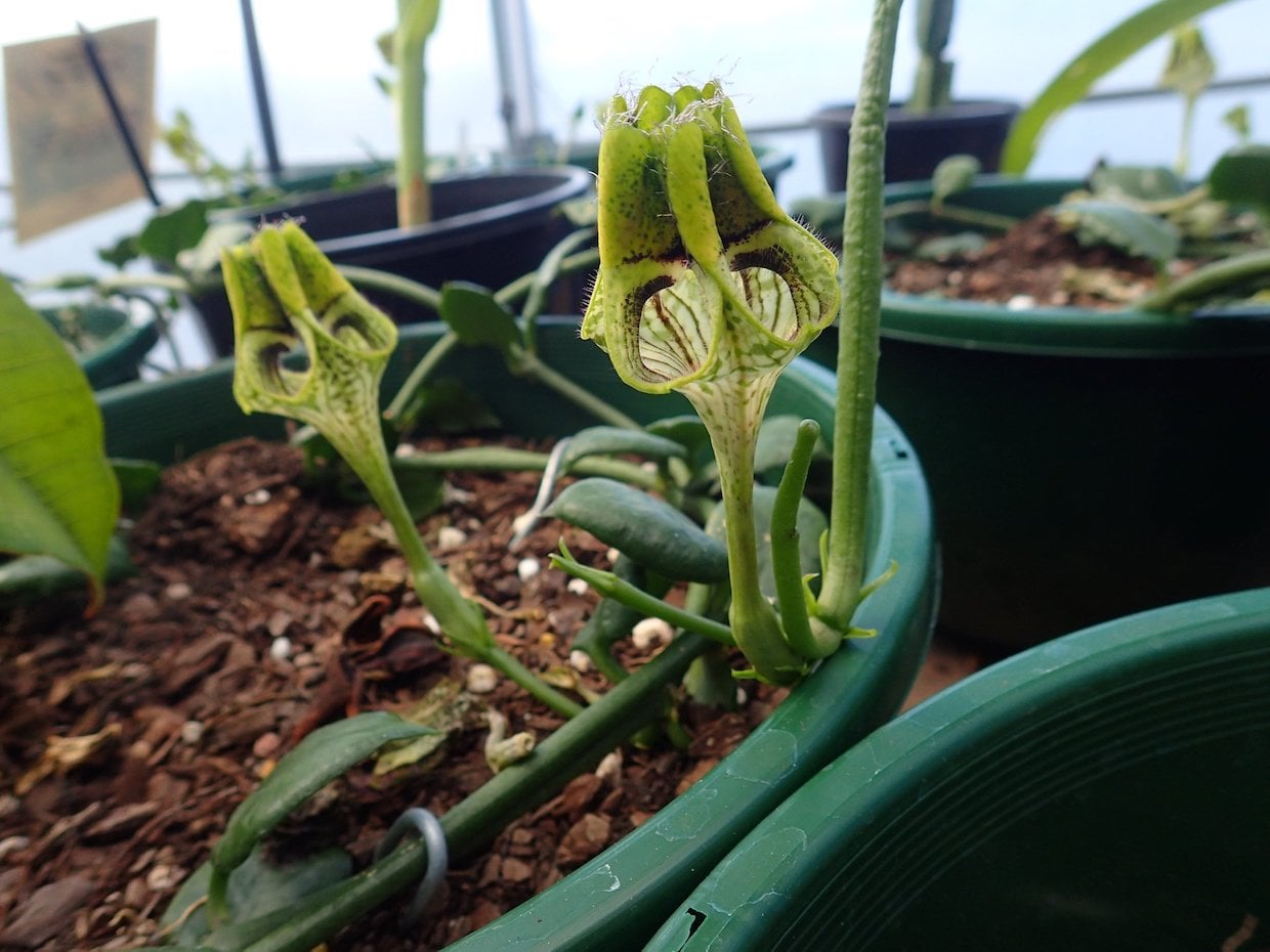 Ceropegia radicans