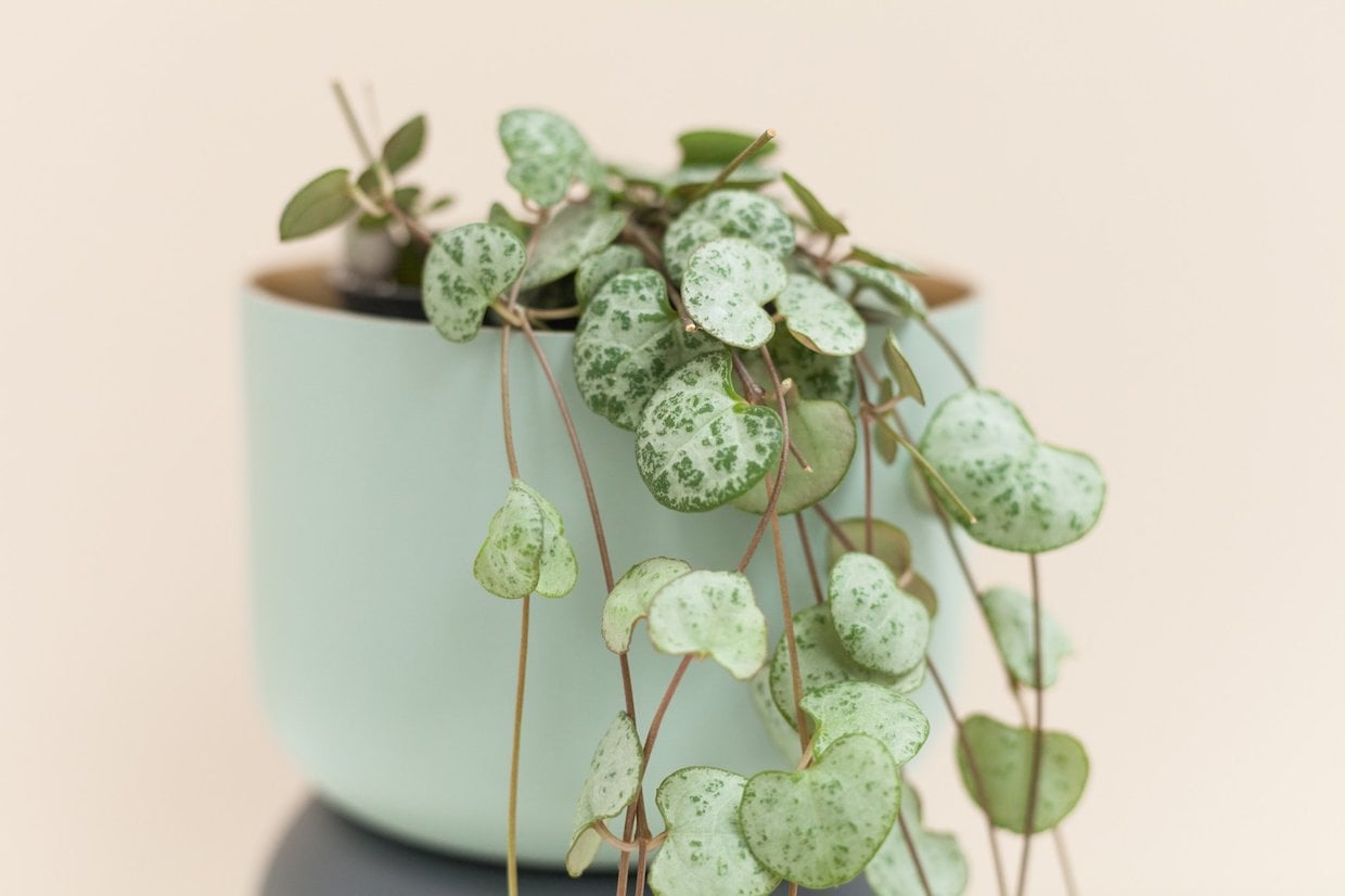 Ceropegia woodii