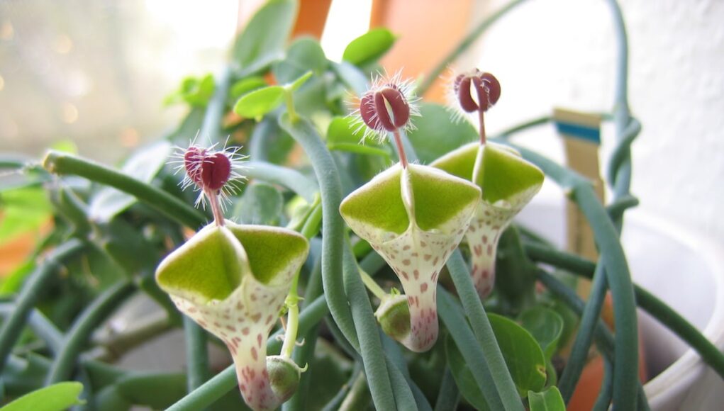 Ceropegia_haygarthii