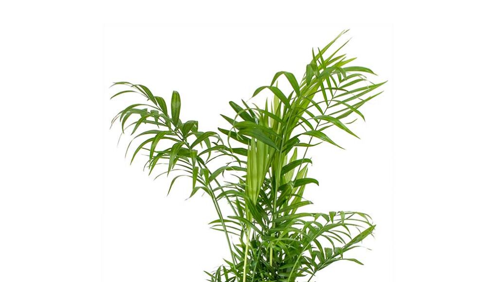 Chamaedorea elegans