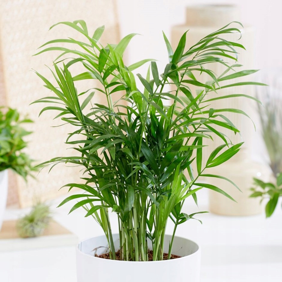 Chamaedorea elegans