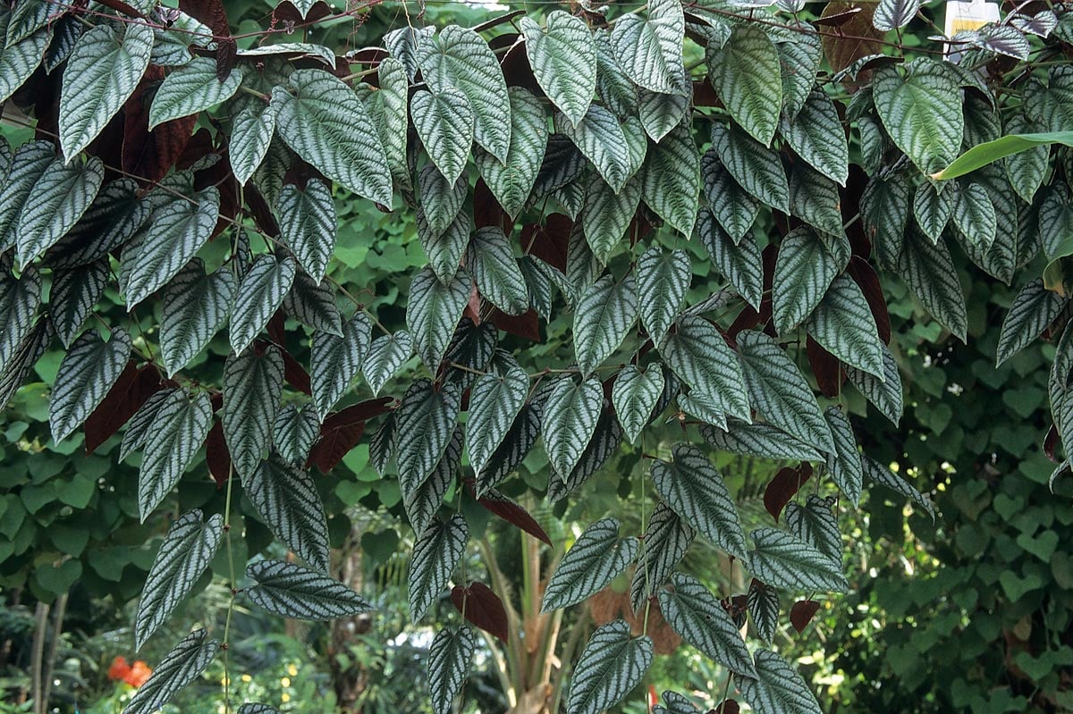 Cissus discolor