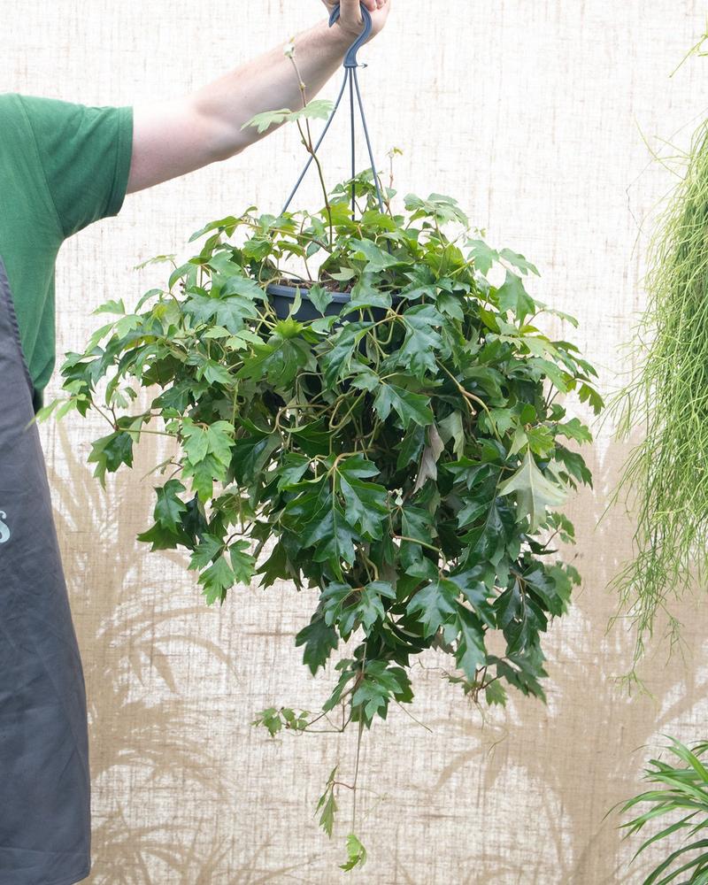 Cissus rhombifolia
