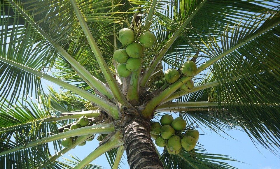 Cocos nucifera