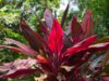 Кордилина (Cordyline) Cordyline